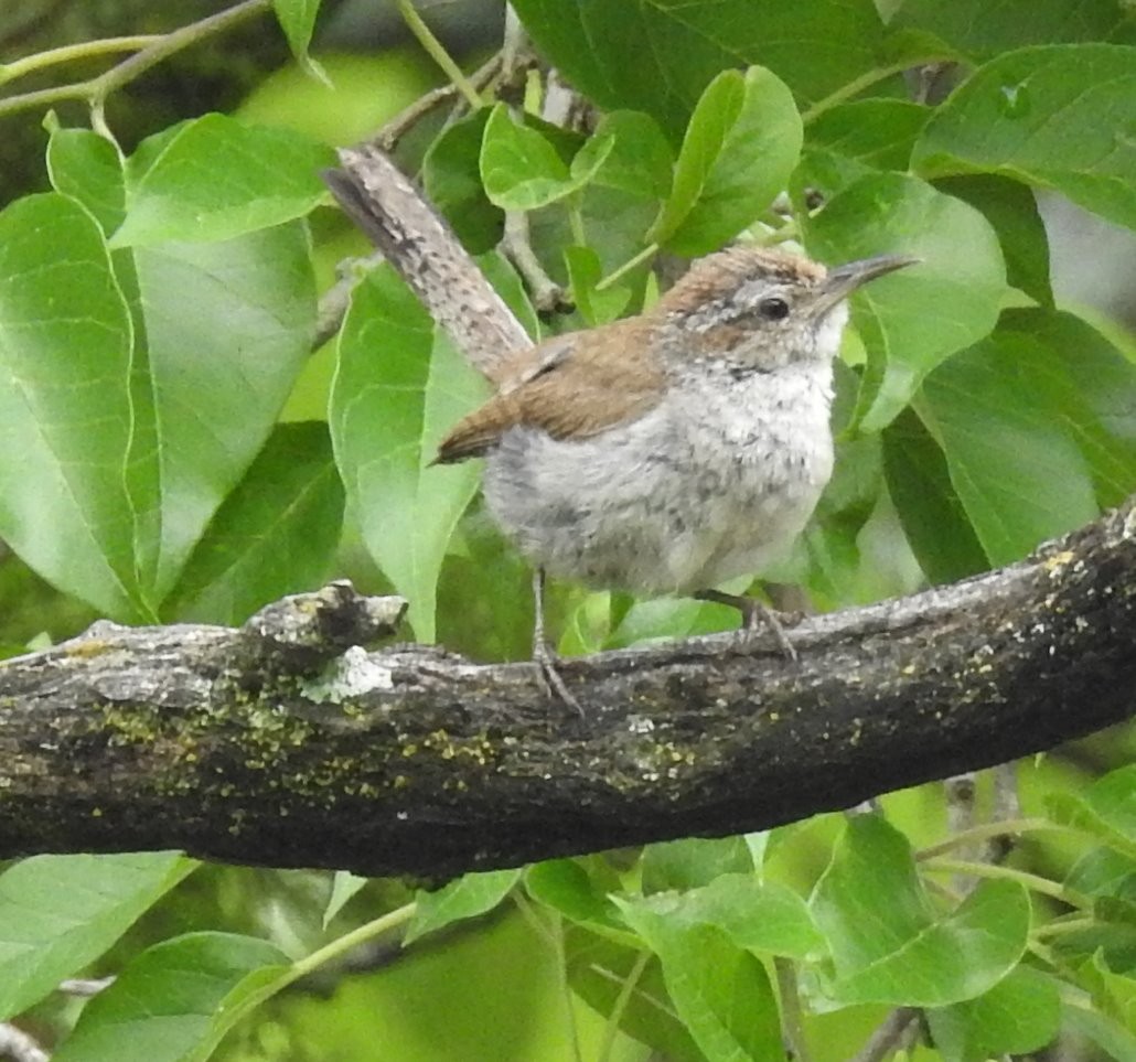 Bewick's Wren - ML350478551