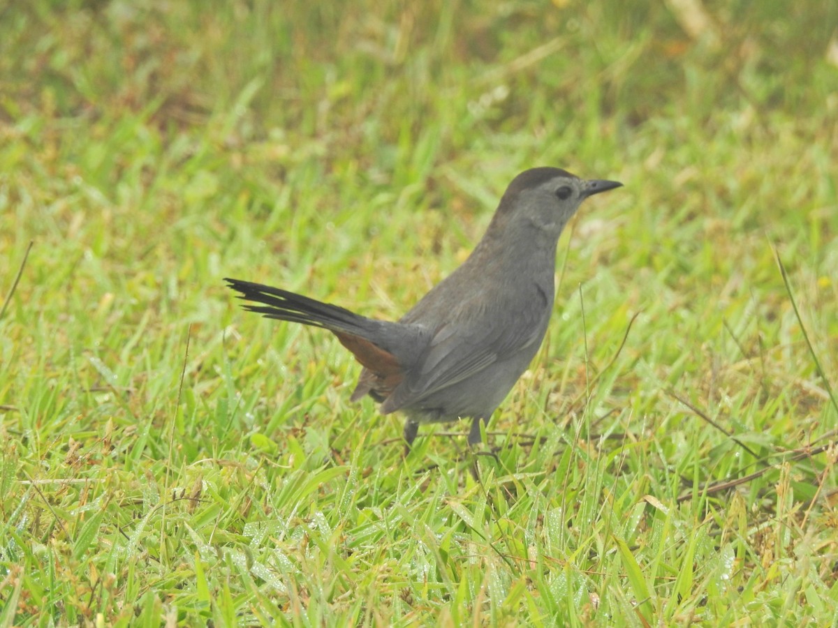 Gray Catbird - ML350478841