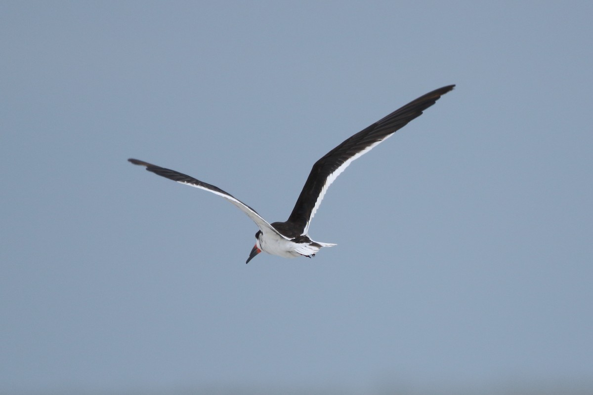 Black Skimmer - Kenny Benge