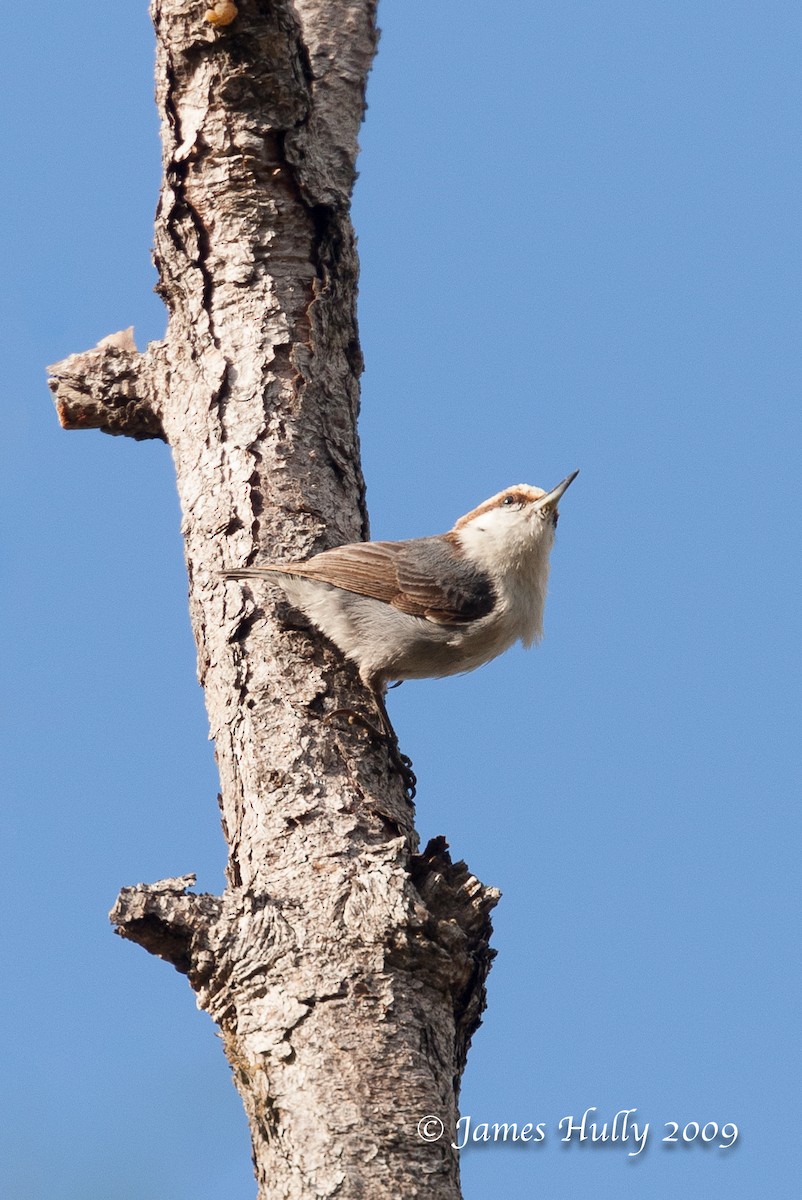 Bahama Nuthatch - ML350480491