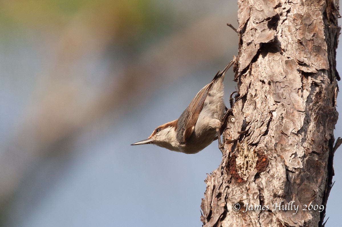 Bahama Nuthatch - ML350480511