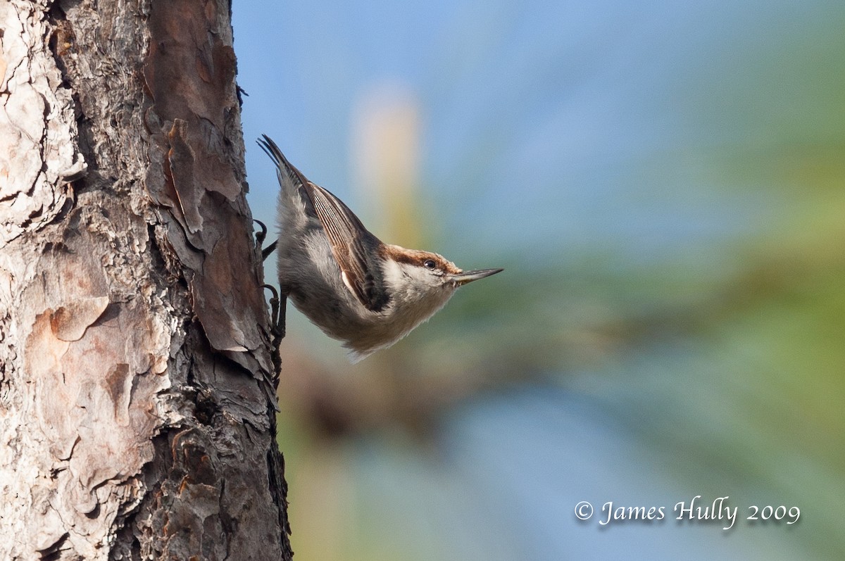 Bahama Nuthatch - ML350480521