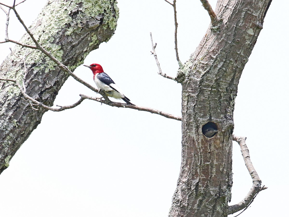 Red-headed Woodpecker - ML350480701