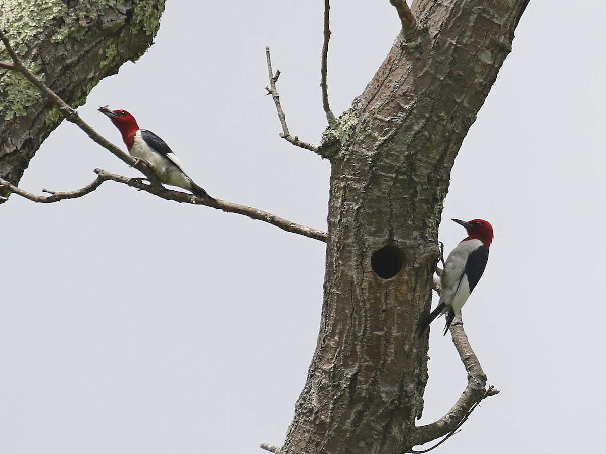 Red-headed Woodpecker - ML350480711