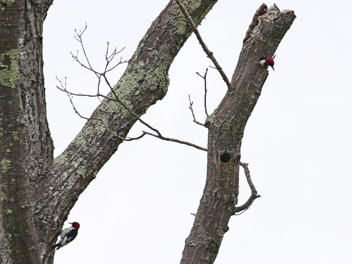 Red-headed Woodpecker - ML350480731