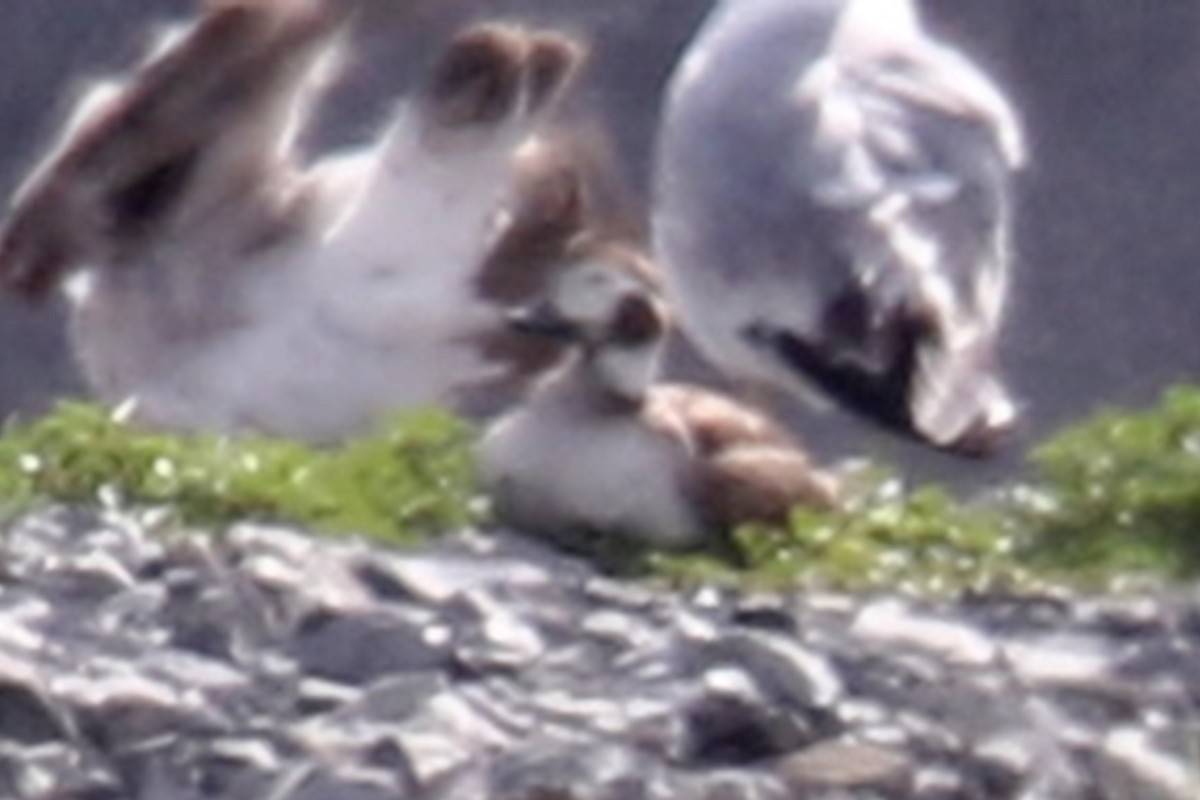 Long-tailed Duck - ML350483261