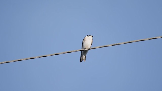 Golondrina Cejiblanca - ML350483821