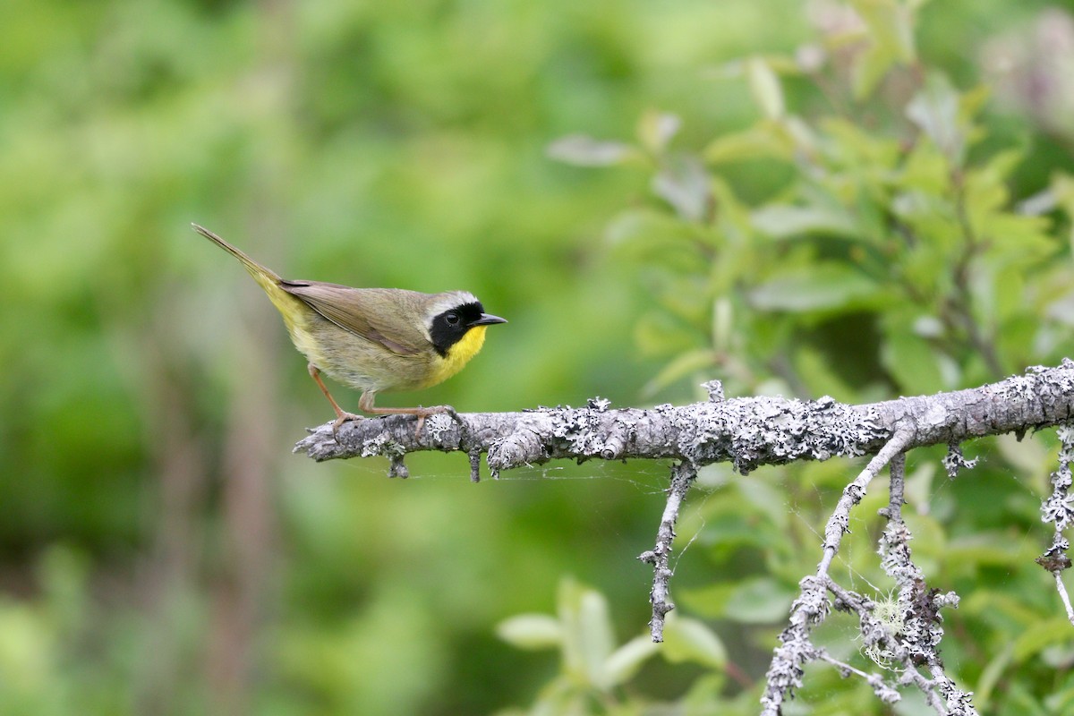 Common Yellowthroat - ML350485561