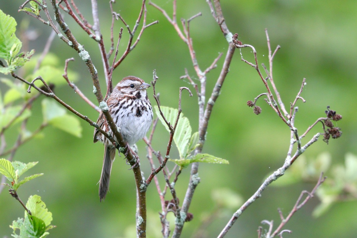 Song Sparrow - ML350485721