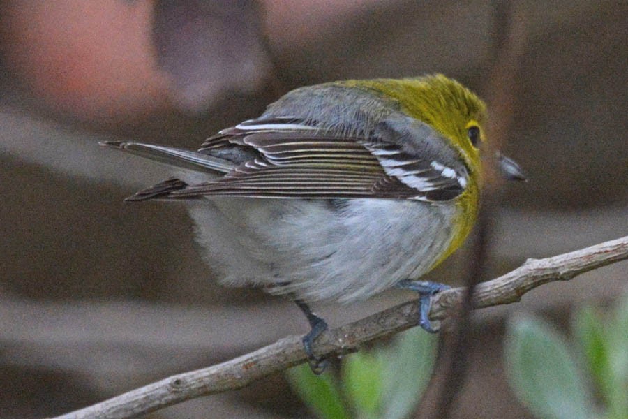 Yellow-throated Vireo - ML350487111