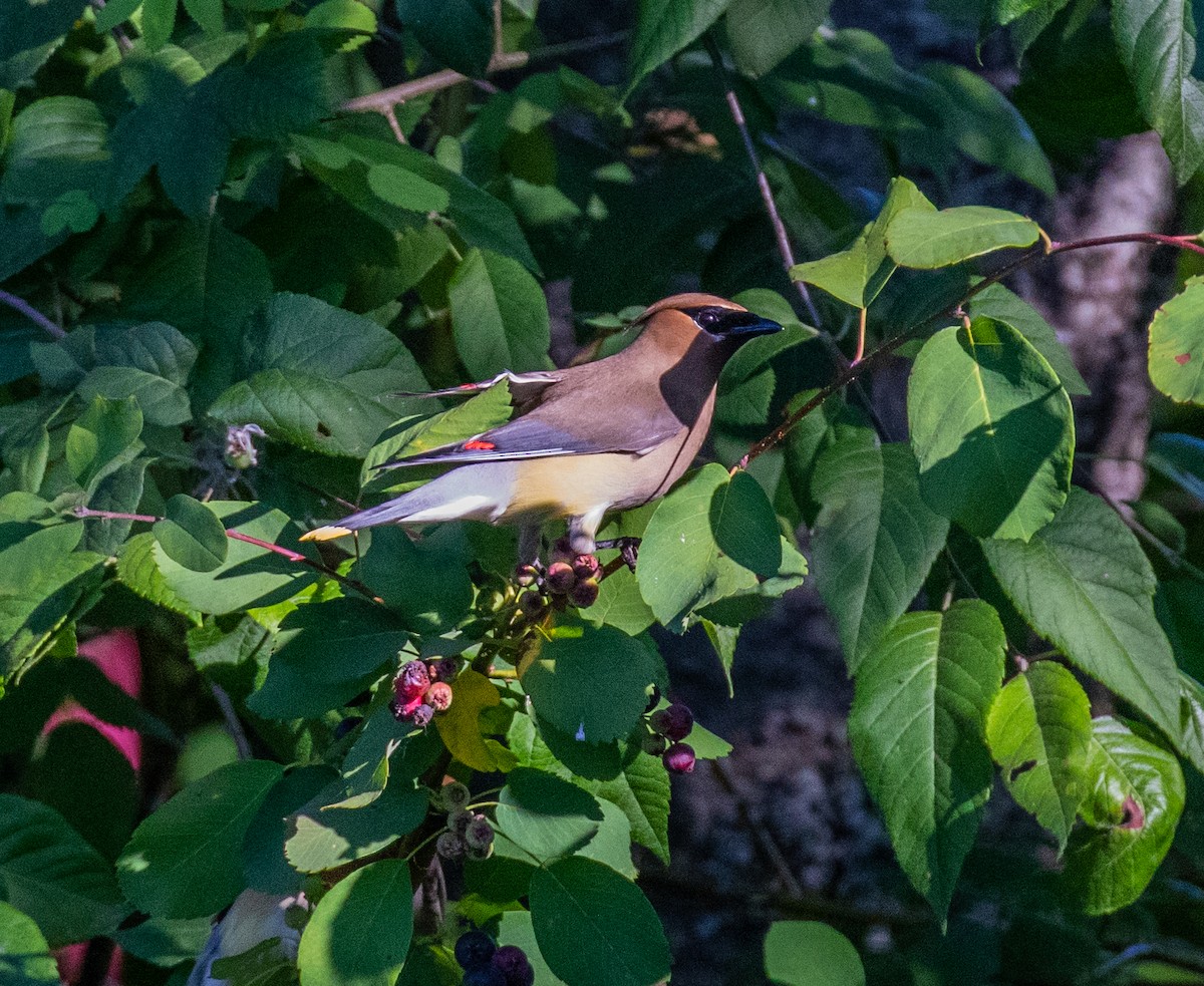 Cedar Waxwing - ML350487871