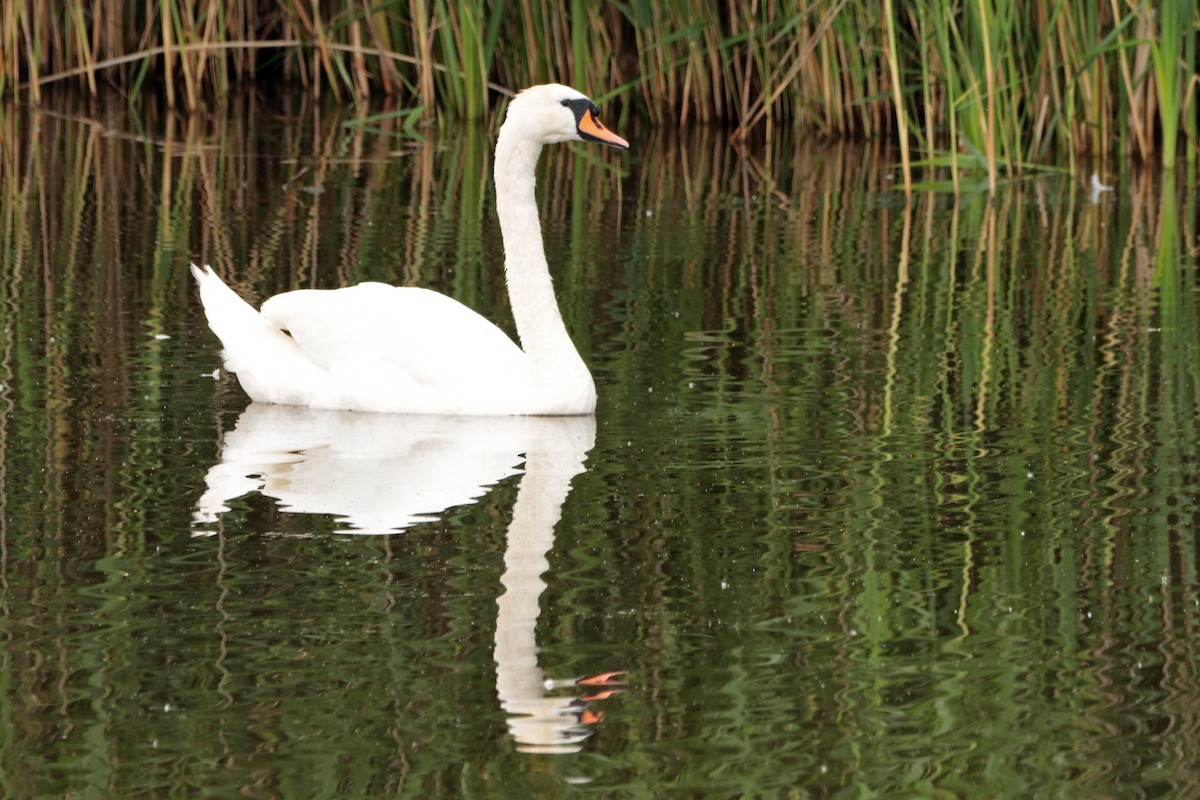 Mute Swan - ML350488381