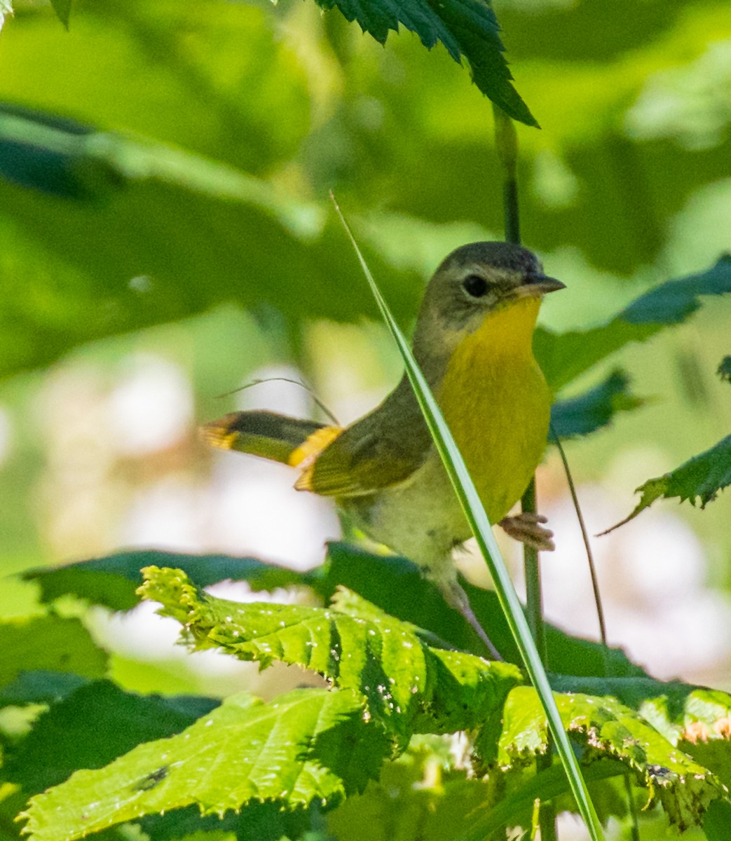 Common Yellowthroat - David Hoar