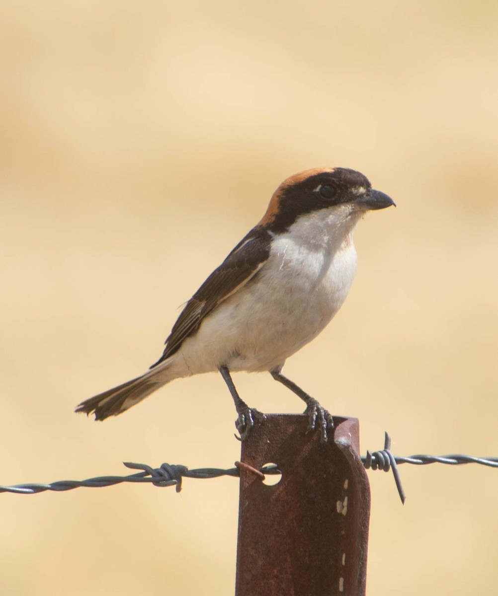 Woodchat Shrike - ML350488801