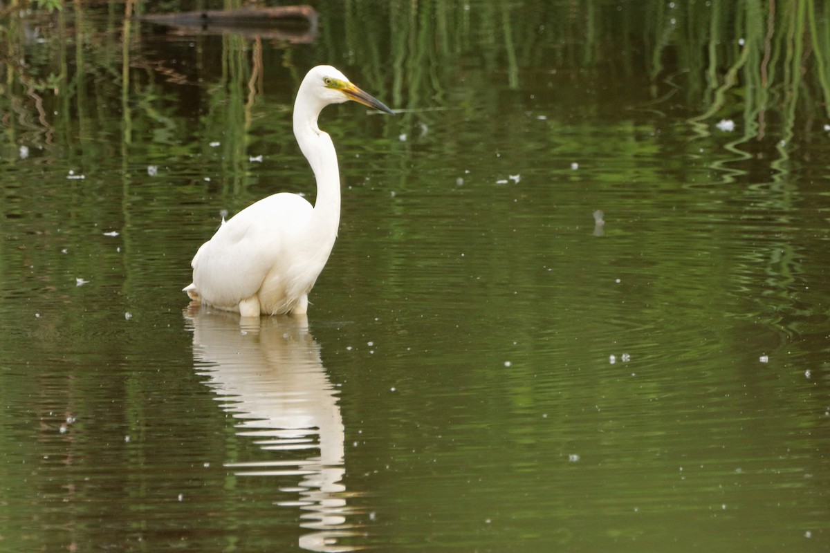 Great Egret - ML350489181