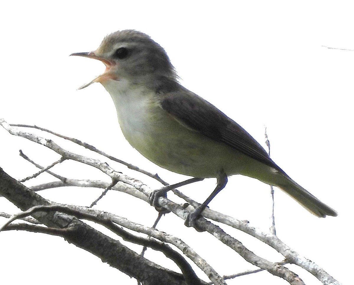 Warbling Vireo - ML350489271