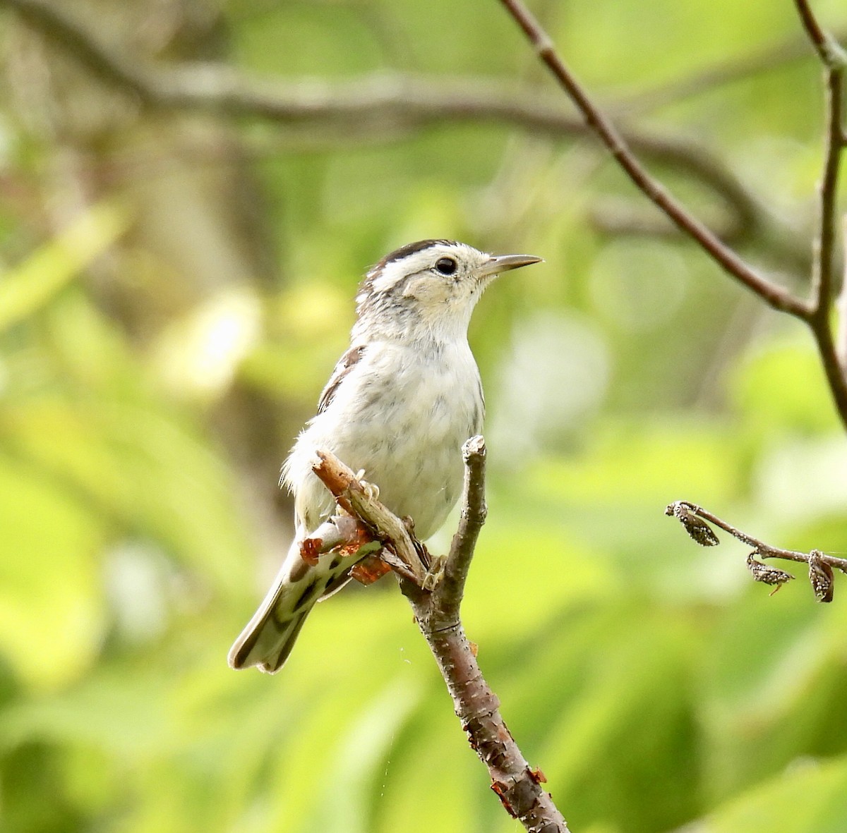 Black-and-white Warbler - Jeanne Tucker