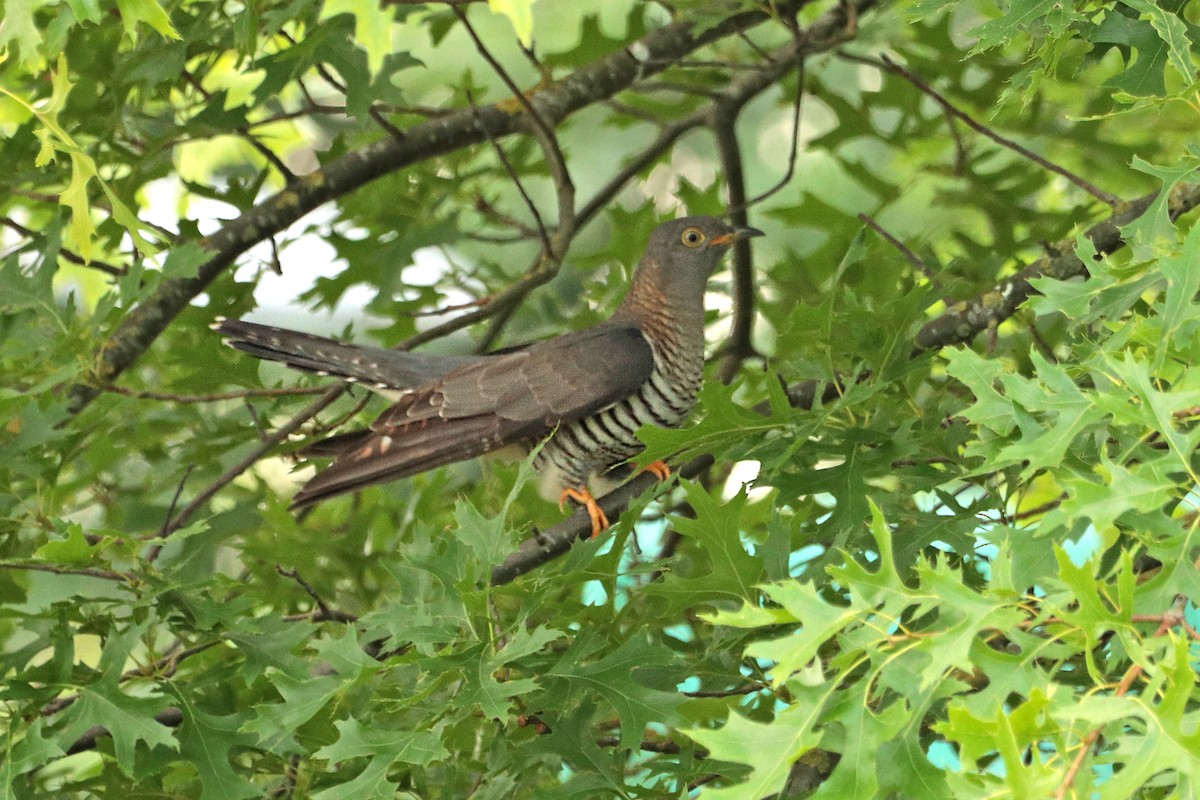 Common Cuckoo - ML350489771