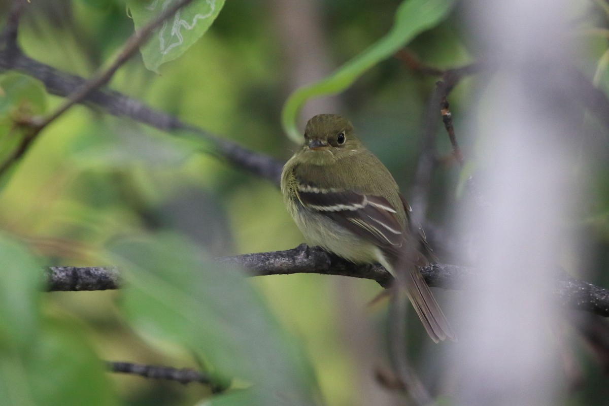 Yellow-bellied Flycatcher - ML350489931