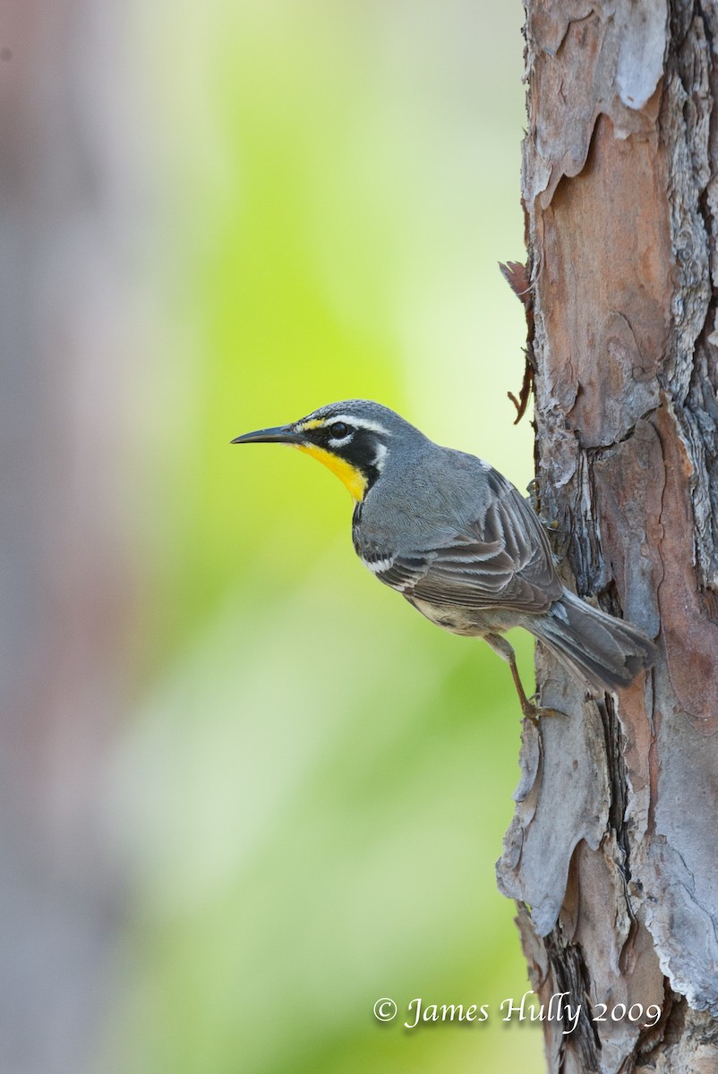 バハマアメリカムシクイ - ML350490721