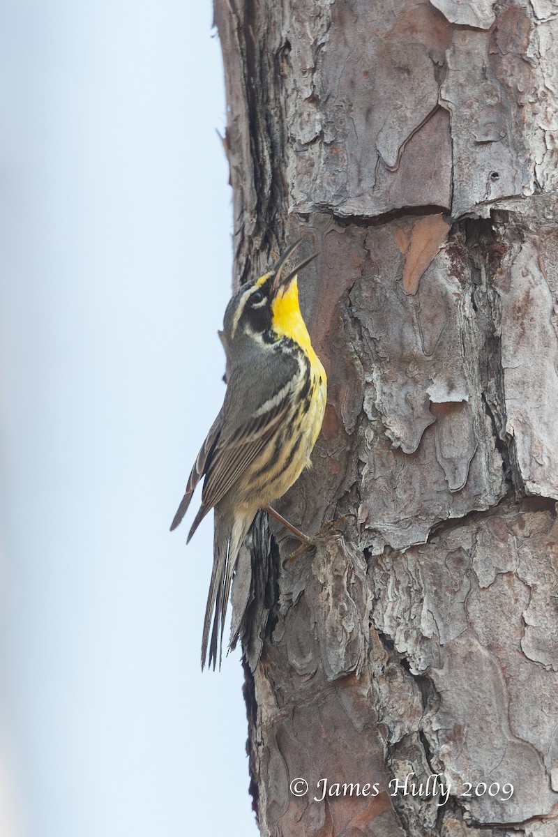 Bahama Warbler - ML350490741