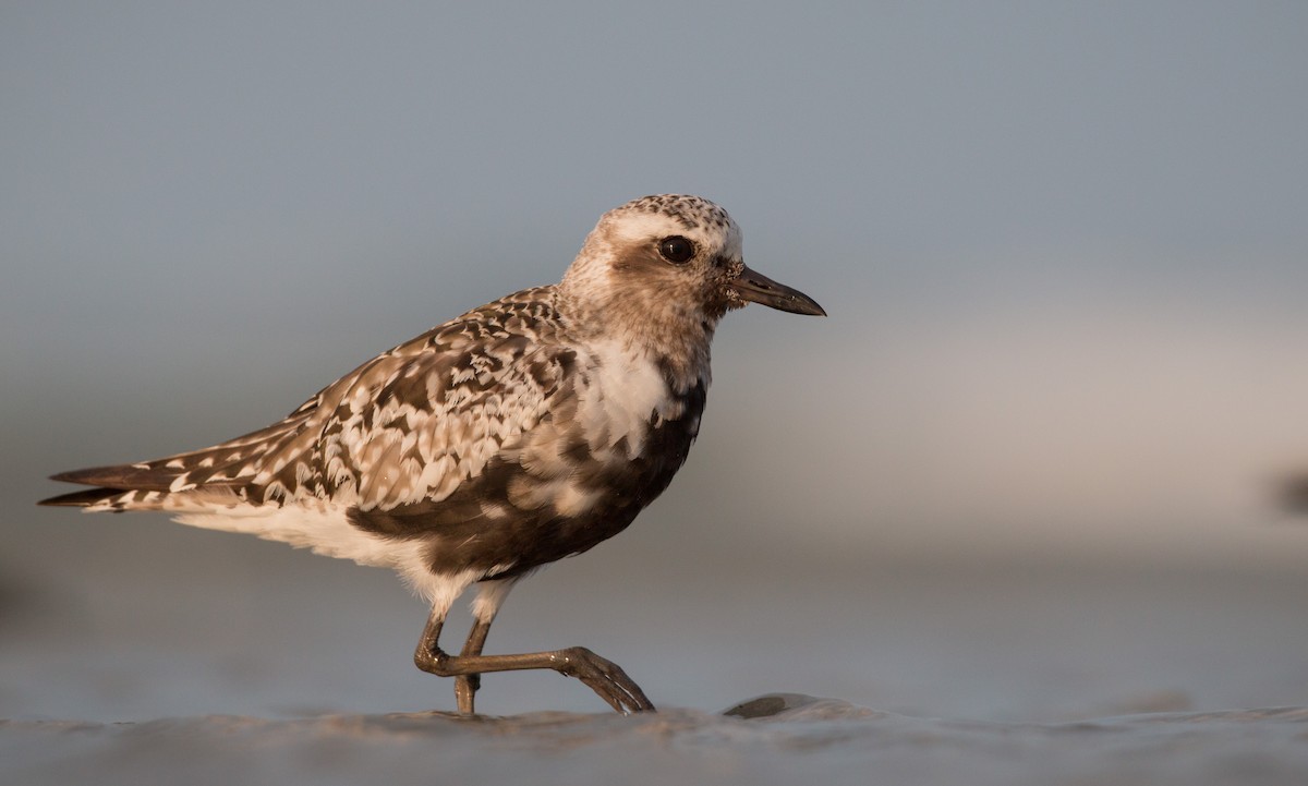 Black-bellied Plover - Ian Davies