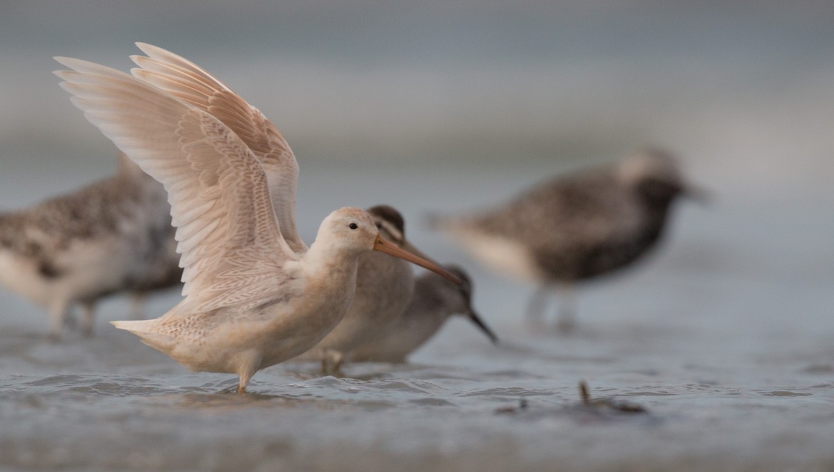 Short-billed Dowitcher - Ian Davies