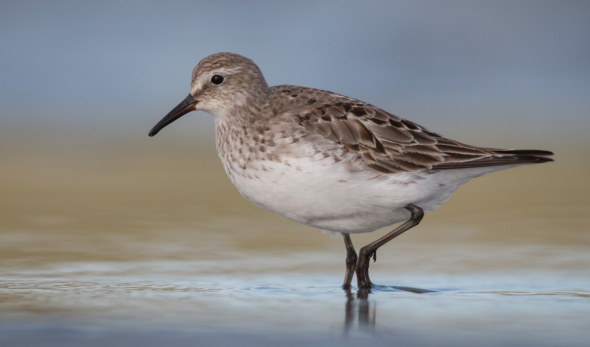 White-rumped Sandpiper - Ian Davies