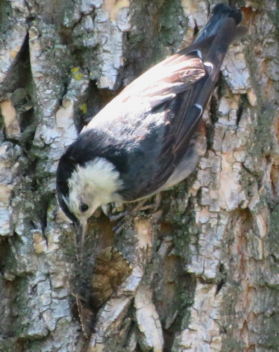White-breasted Nuthatch - ML350495571