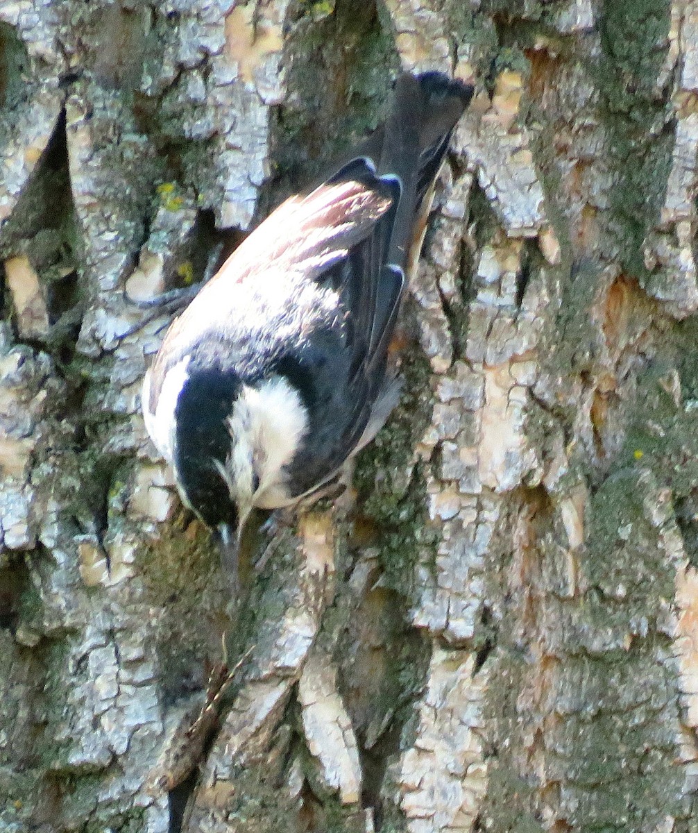 White-breasted Nuthatch - ML350495581