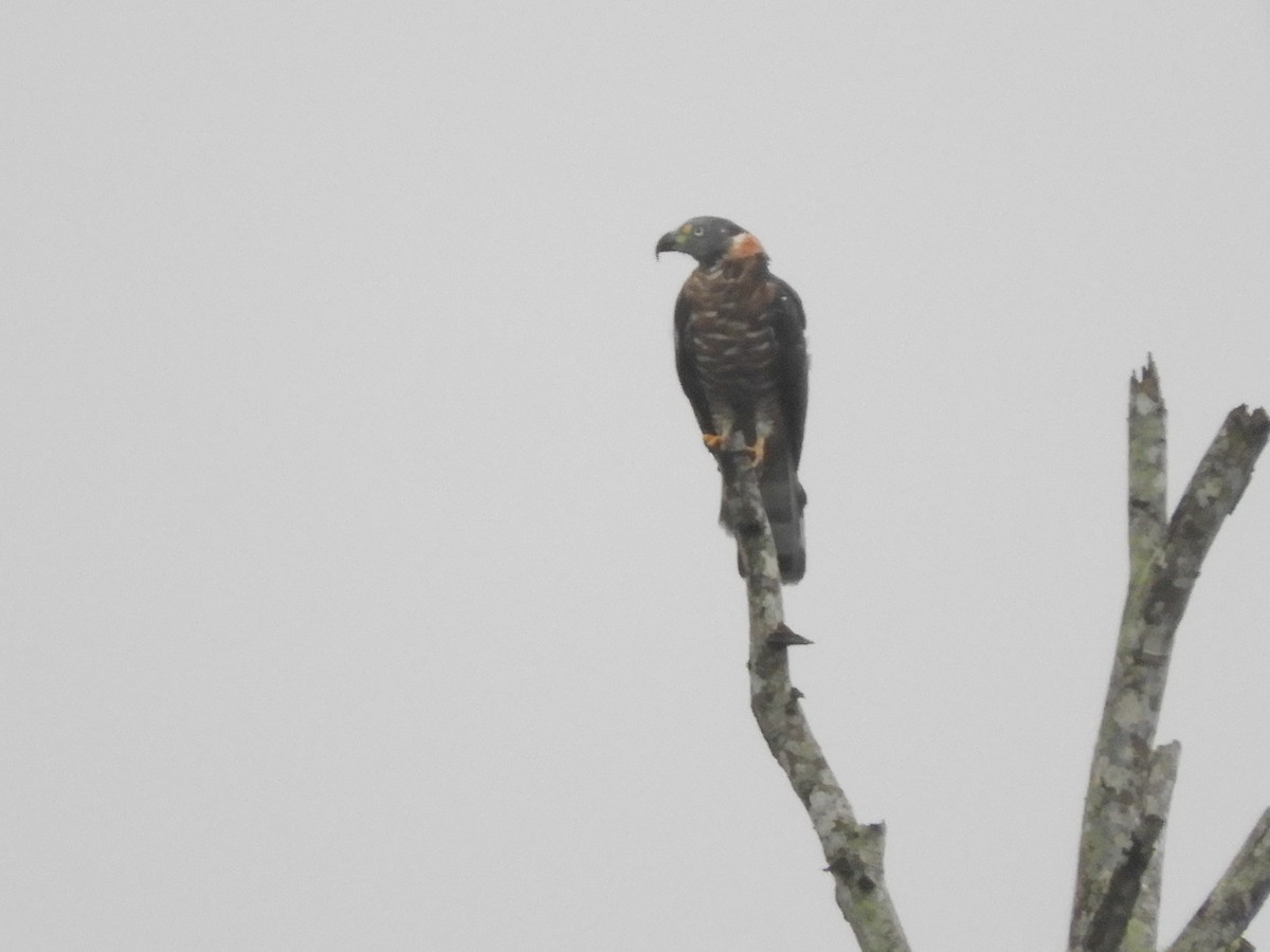 Hook-billed Kite - ML350496161