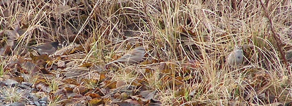 American Tree Sparrow - ML350496451