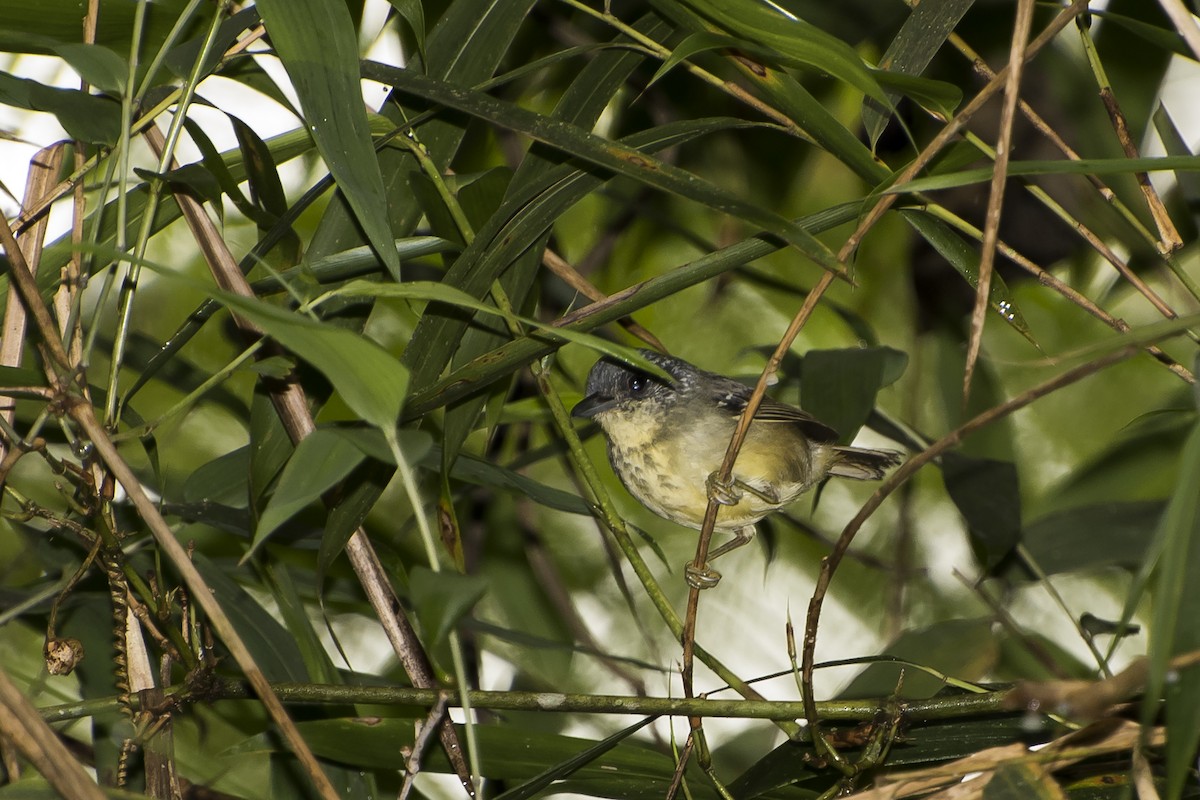 Spot-breasted Antvireo - ML350496621