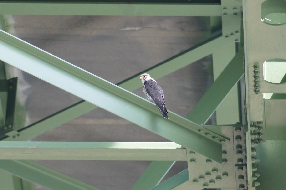 Peregrine Falcon - Michael Ingles