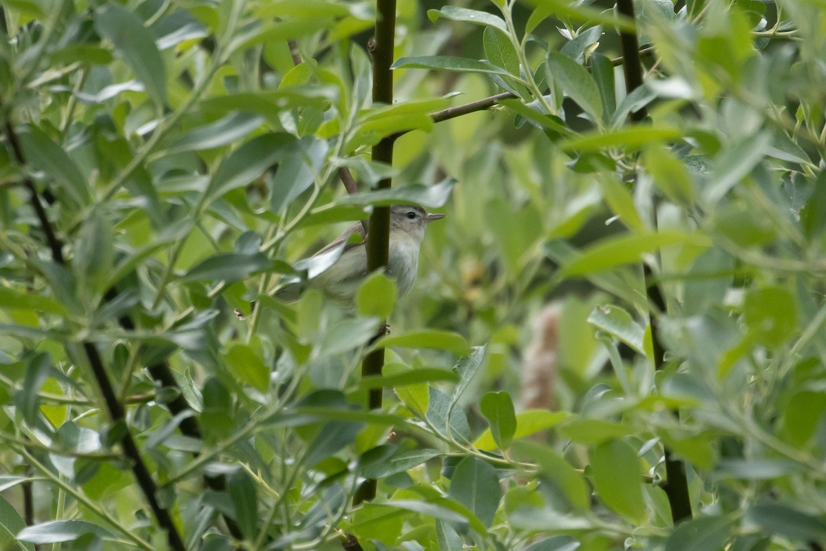 Warbling Vireo - ML350496971