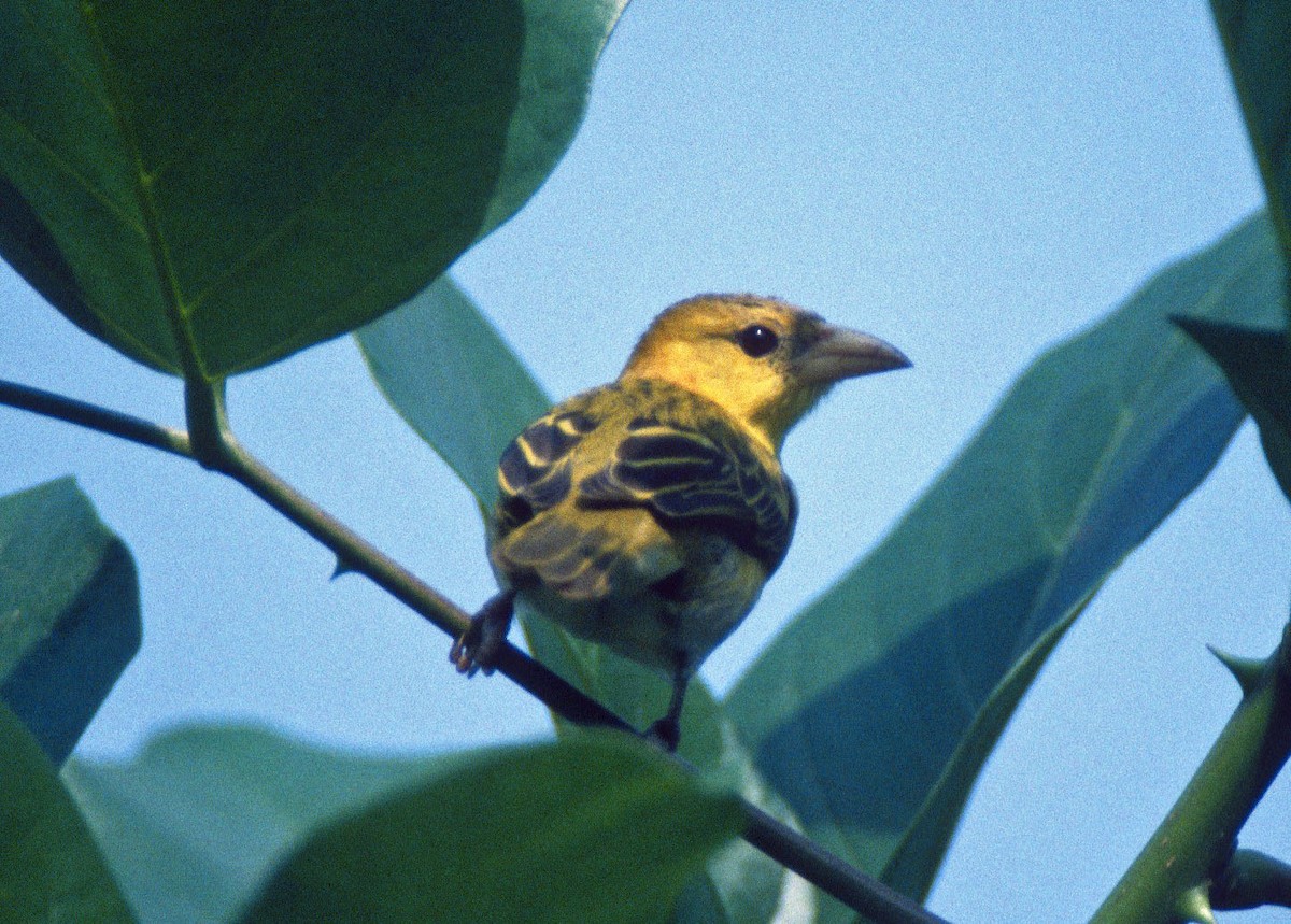 Principe Golden-Weaver - Don Roberson