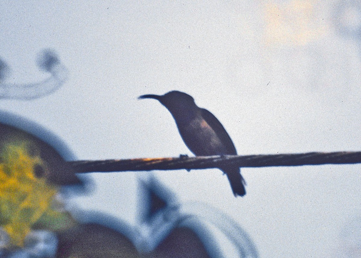 Seychelles Sunbird - ML350501121