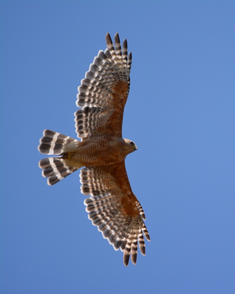 Red-shouldered Hawk - ML350501161