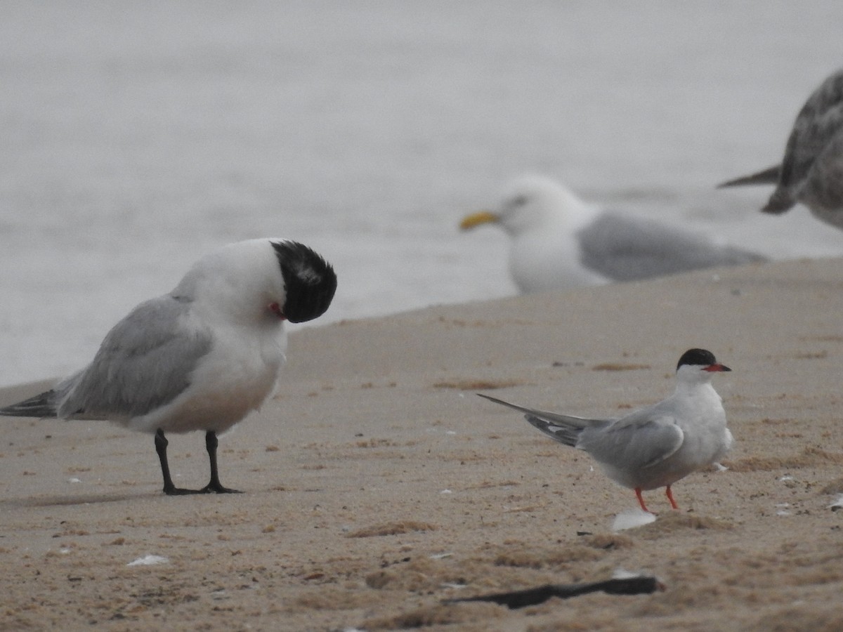 Common Tern - ML350501981