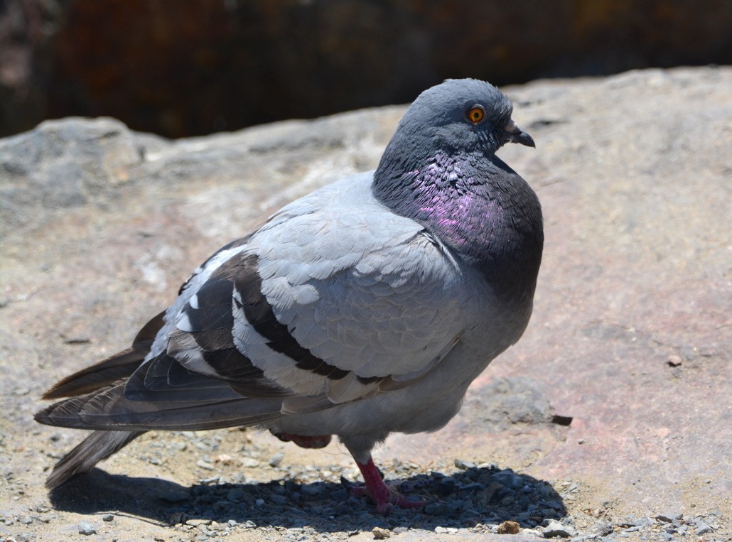 Rock Pigeon (Feral Pigeon) - ML350502761