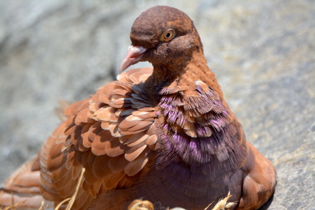 Rock Pigeon (Feral Pigeon) - ML350502881