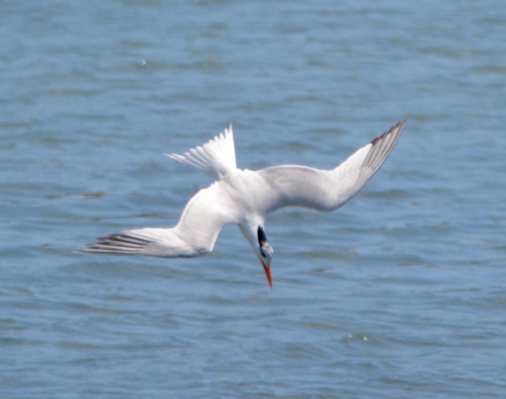 Elegant Tern - ML350503711