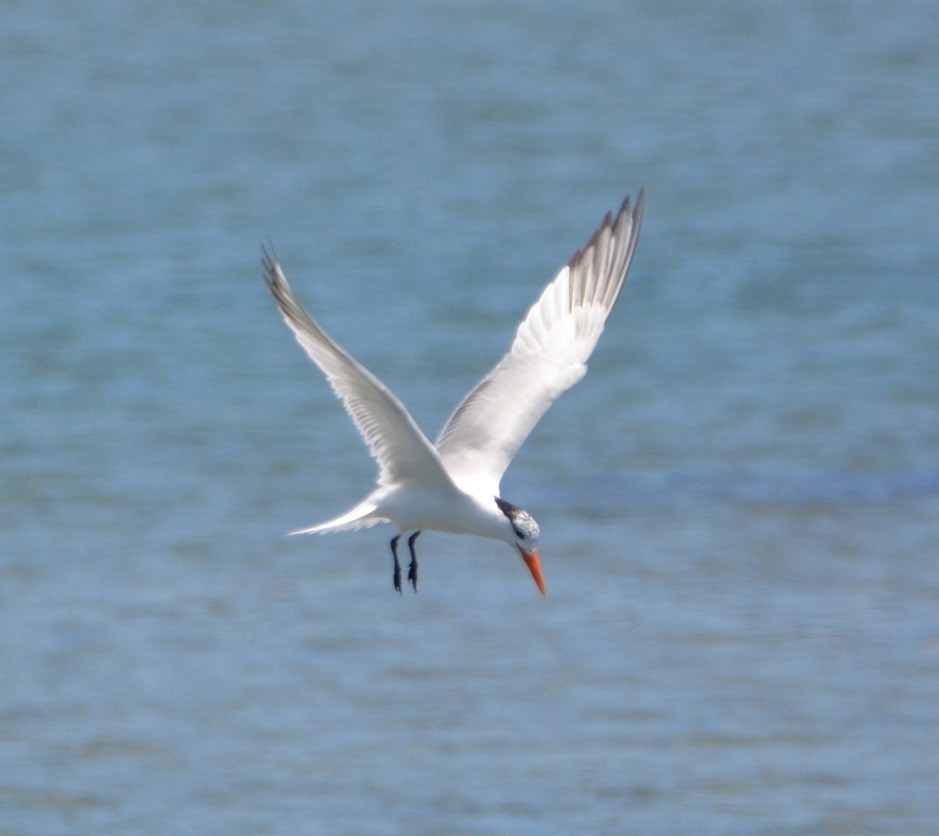 Elegant Tern - ML350503721