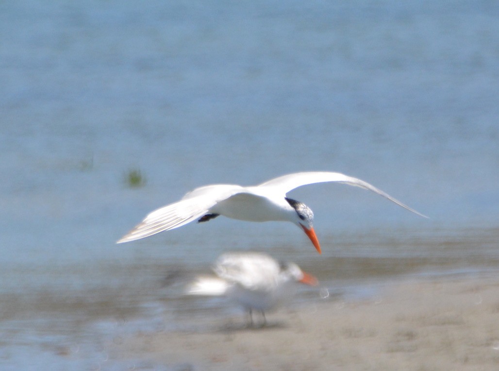 Elegant Tern - ML350503741