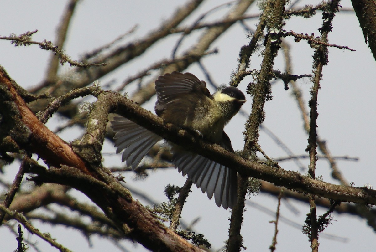 Coal Tit - ML350504021