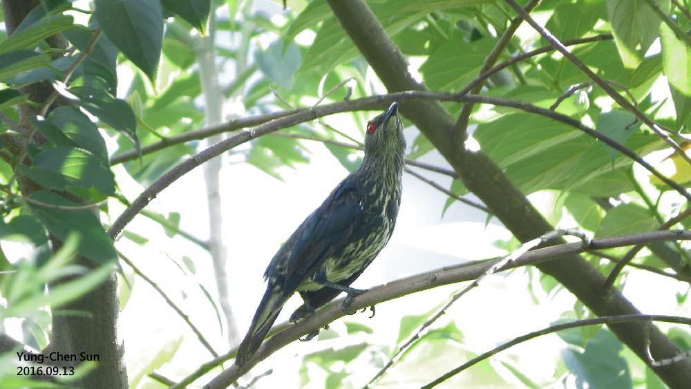 Asian Glossy Starling - ML35050451