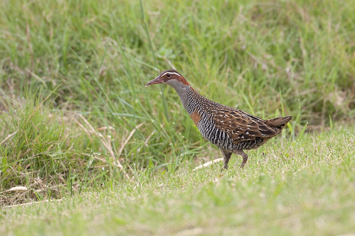 Buff-banded Rail - ML350507081