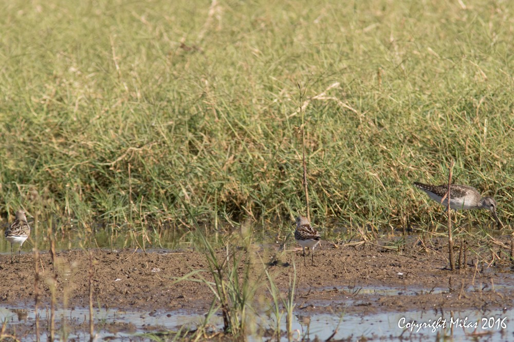 Zwergstrandläufer - ML35050721