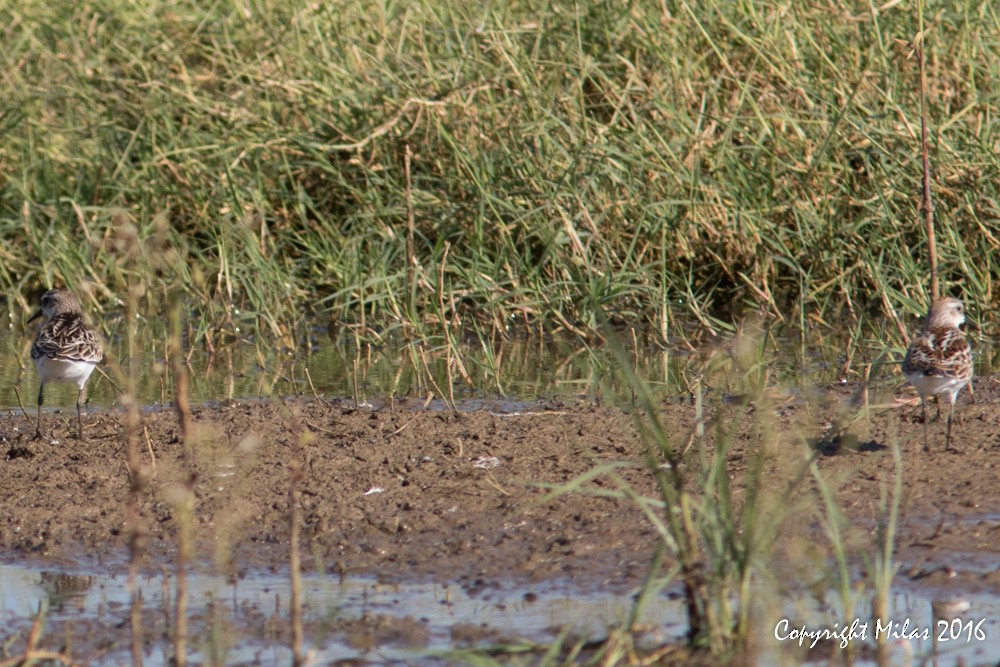 Zwergstrandläufer - ML35050731