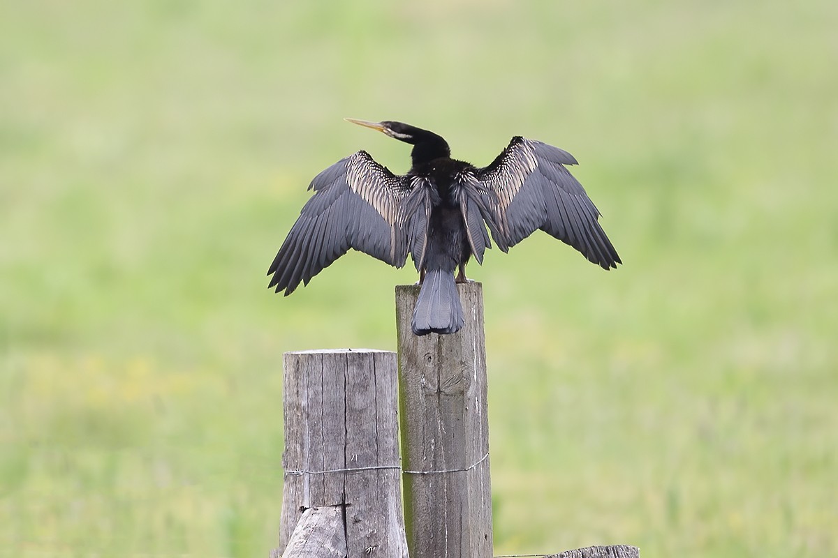 Australasian Darter - ML350507791